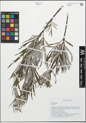 Foto von Salix L.